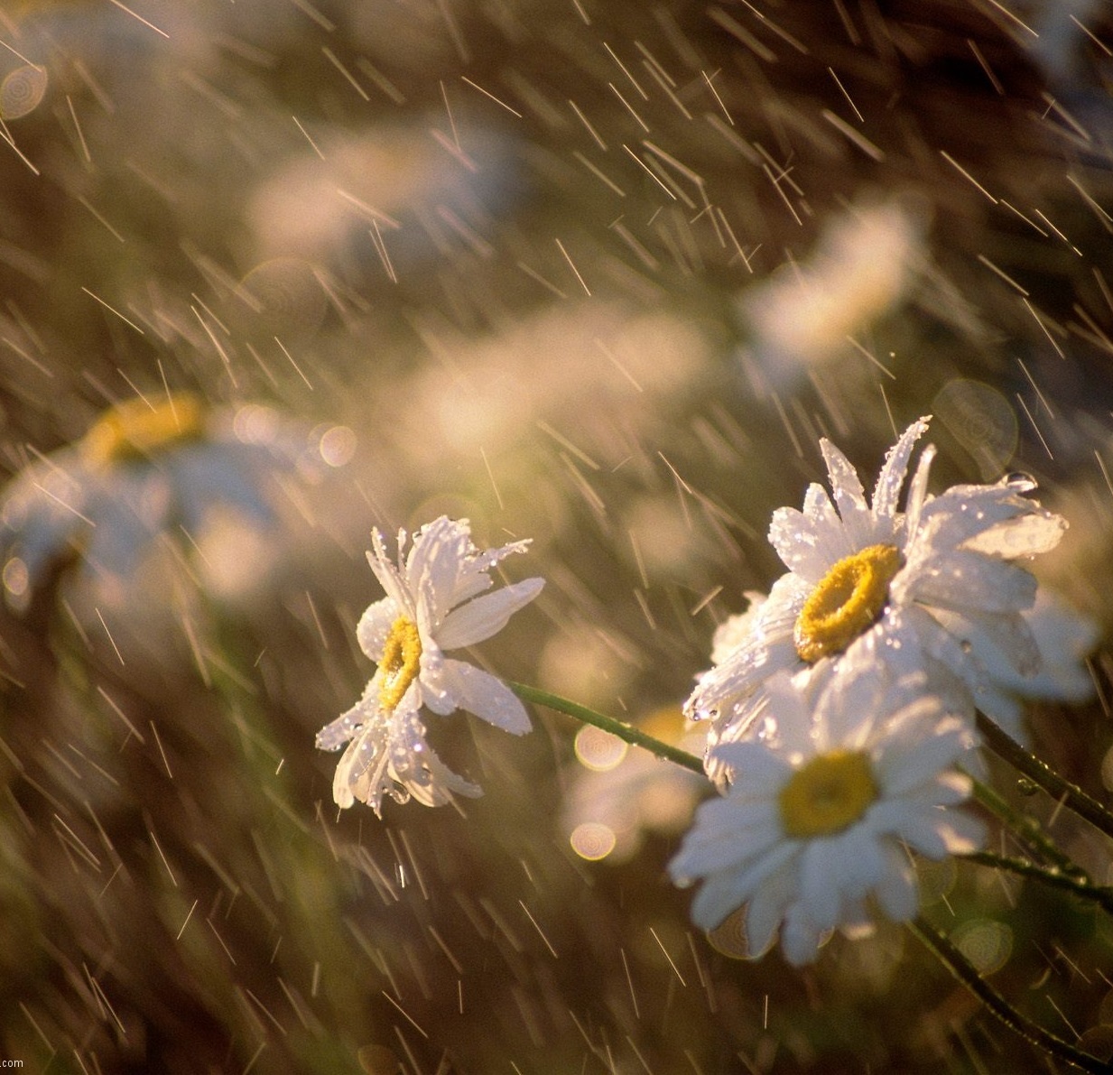 البکاء علی الذنب و الخطیئة من خشیة الله