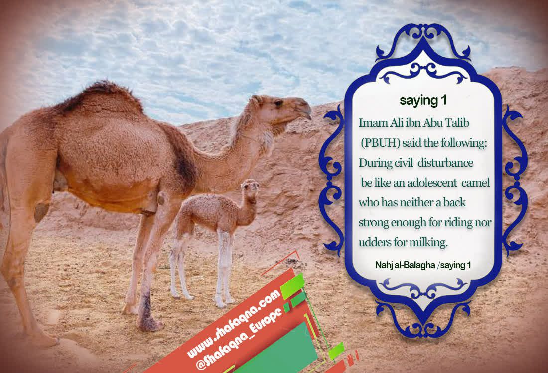 During civil disturbance be like an adolescent camel