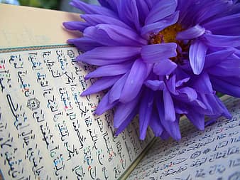 Can we say the best Ayah or should say that all Ayahs are best depending on purpose?