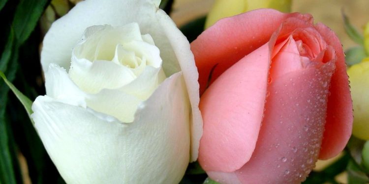 اعتقاد به عصمت ائمه علیهم السلام