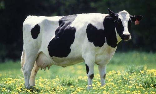 زنده شدن گاو مرده