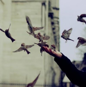 آزادى از منظر شیعه