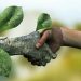 سیمای شیعه در نگاه امام صادق (ع)