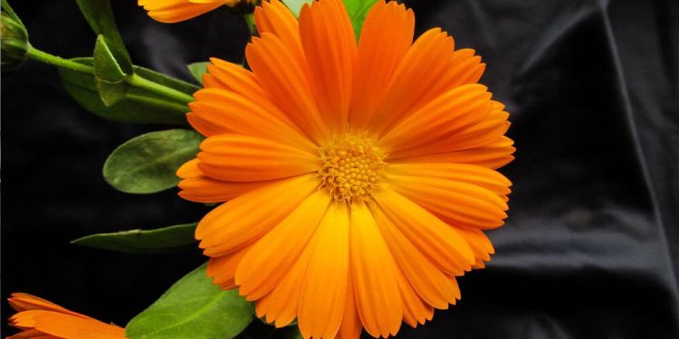 أسماء بنت عمیس