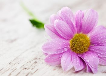 صفوان بن یحیی