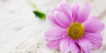 صفوان بن یحیی